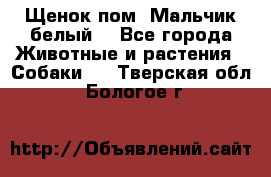 Щенок пом. Мальчик белый  - Все города Животные и растения » Собаки   . Тверская обл.,Бологое г.